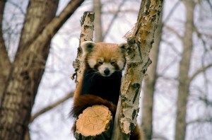 Lacy_Morgan_RedPanda