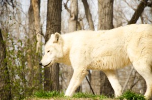 Lacy_Morgan_Zoo2