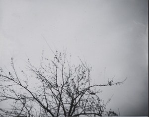 LacyMorganPinhole